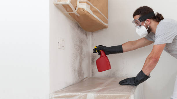 Professional Basement Mold Remediation technician working in Toddville, MD
