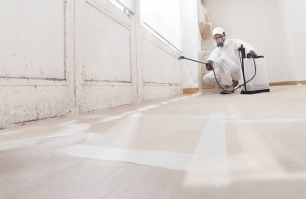 24/7 Emergency Basement Mold Remediation experts in Toddville, MD